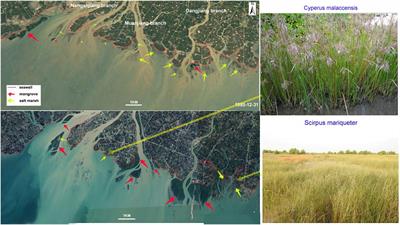 Rapid mangrove expansion triggered by low river discharge episode in Nanliu river estuary, Beibu Gulf of China